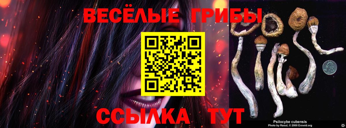 Псилоцибиновые грибы Psilocybe Тула